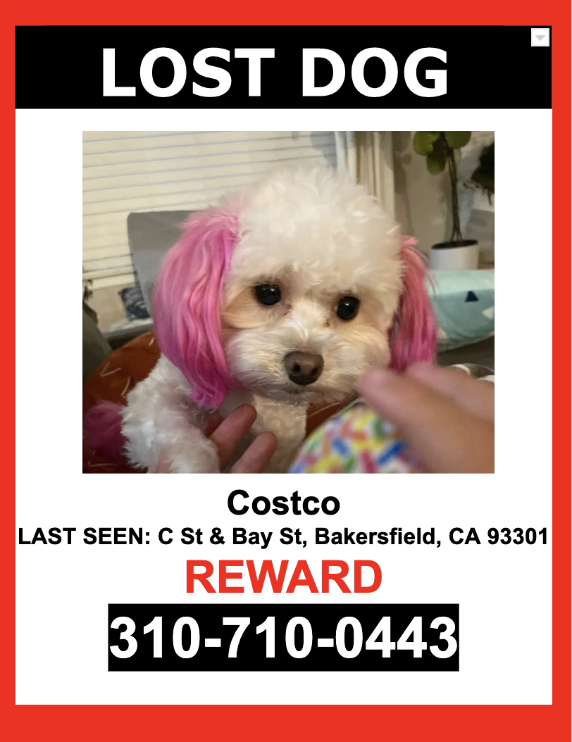 Image of Costco, Lost Dog