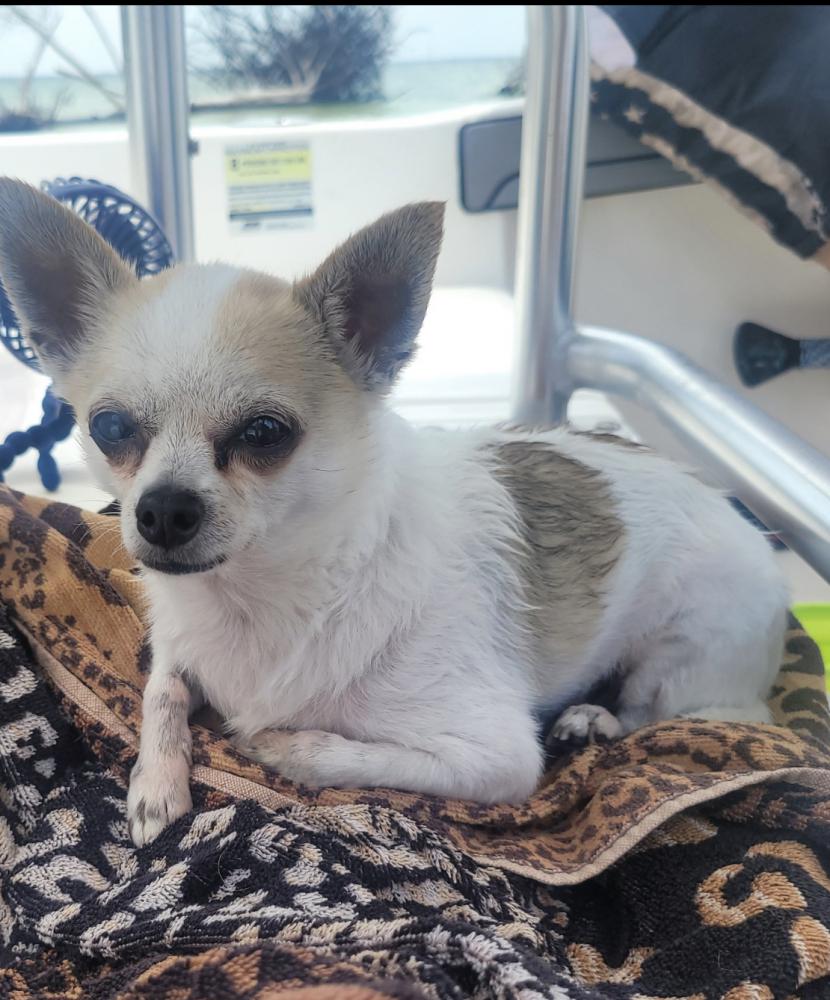 Image of Spartacus/Chihuahua, Lost Dog