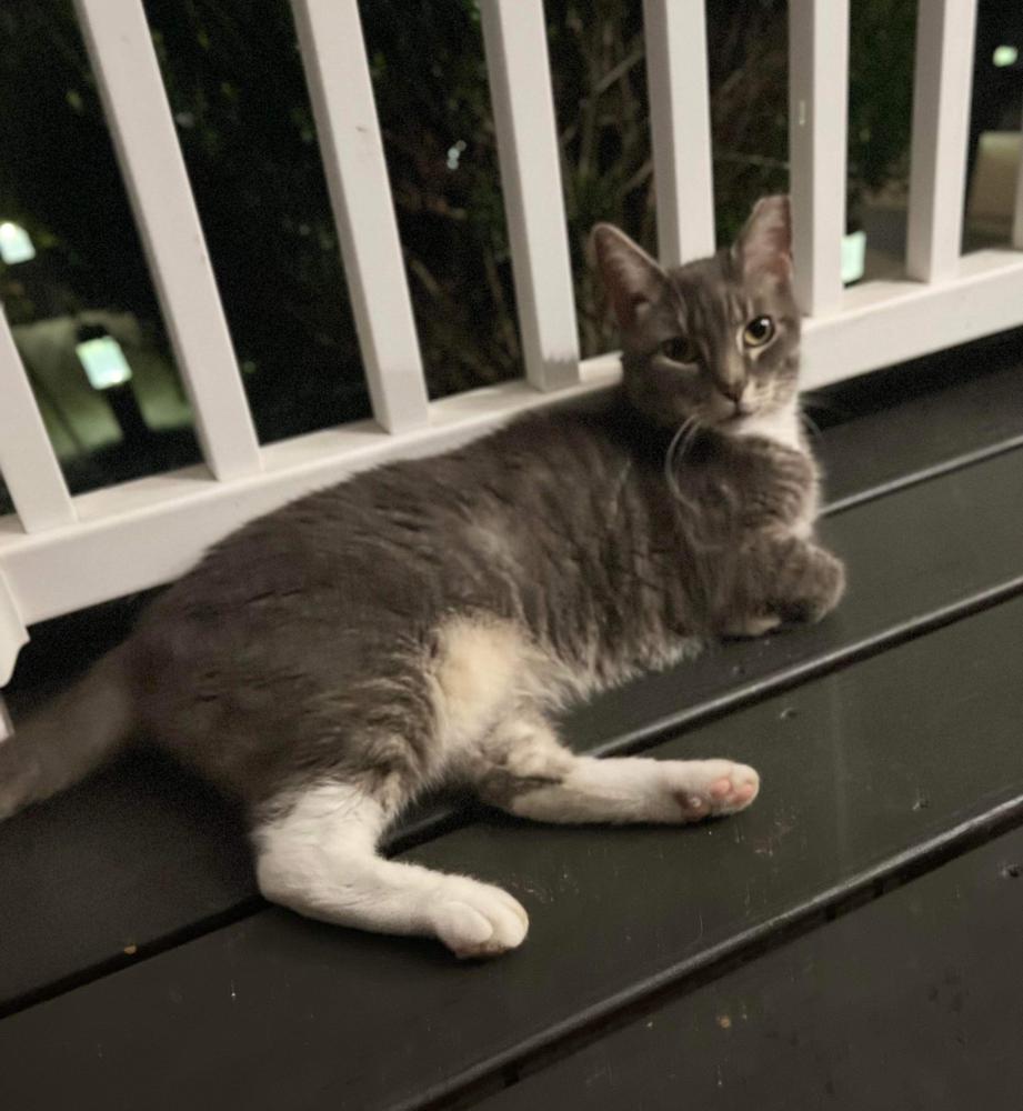Image of Whiskers, Lost Cat