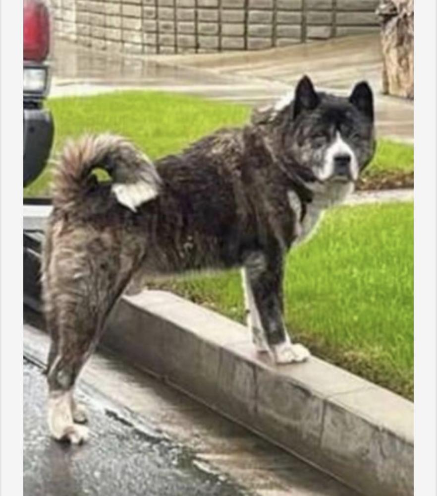 Image of Chacho, Lost Dog