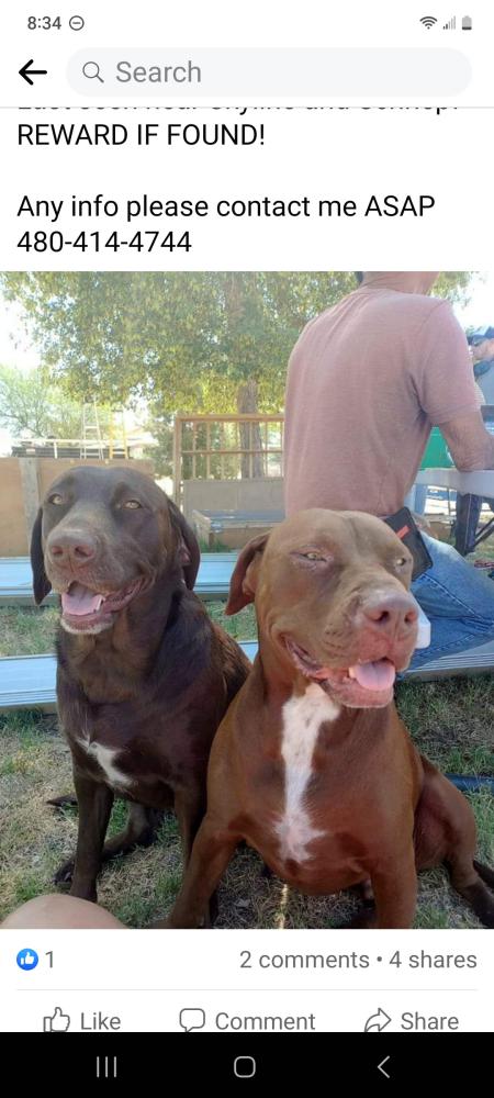 Image of Remy and Ruger, Lost Dog