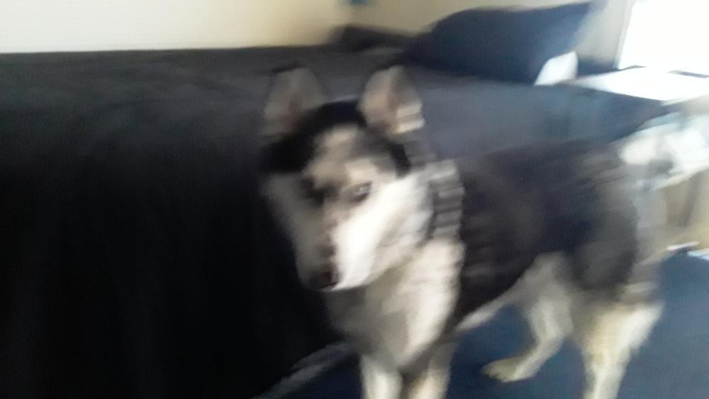 Image of Miko, Lost Dog