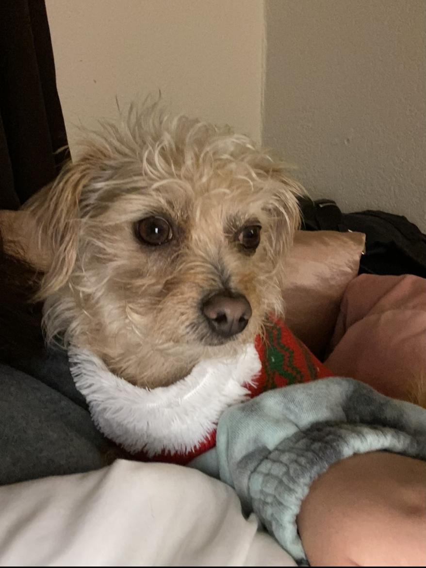 Image of Cece, Lost Dog