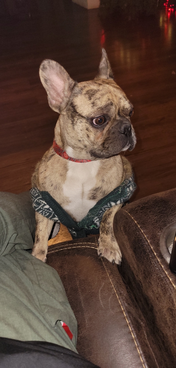 Image of Gucci/Frenchie, Lost Dog
