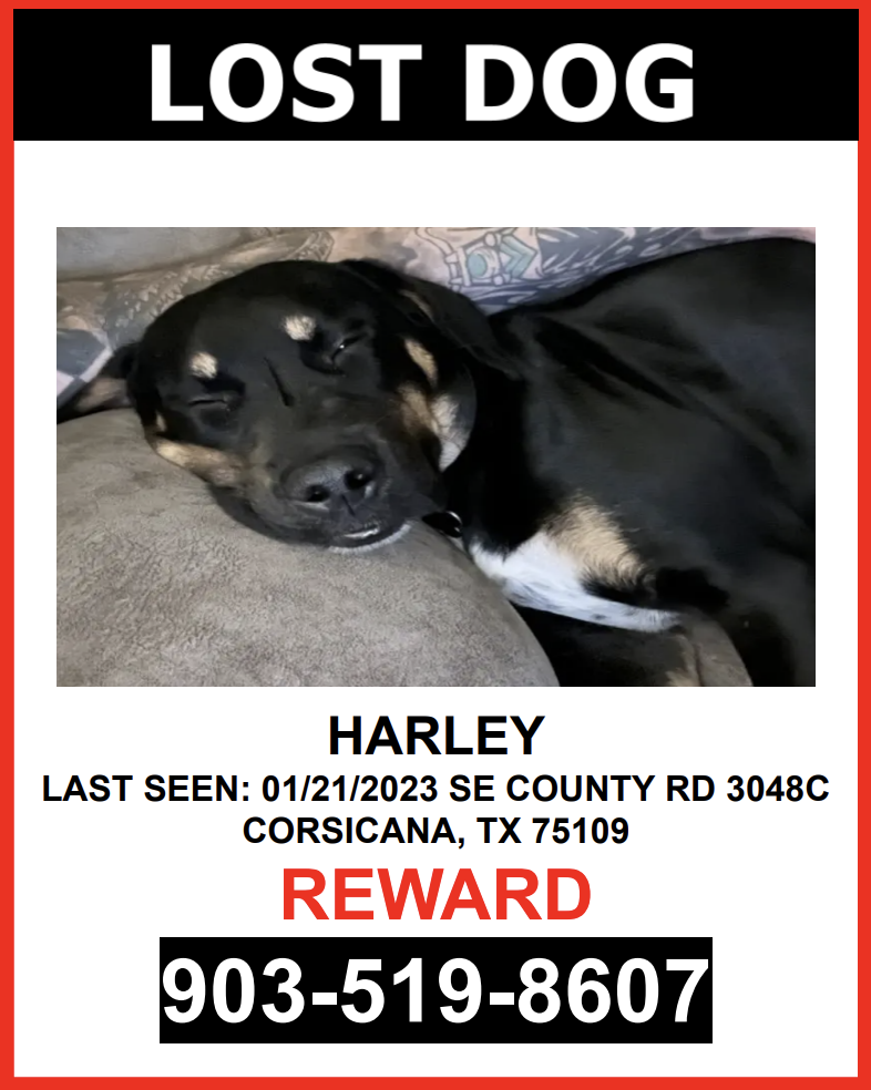 Image of HARLEY, Lost Dog