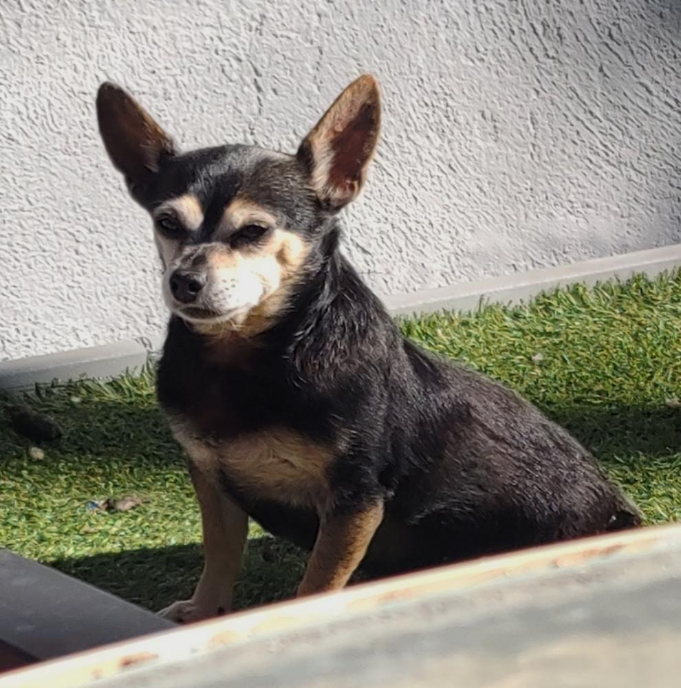 Image of Felipe, Lost Dog