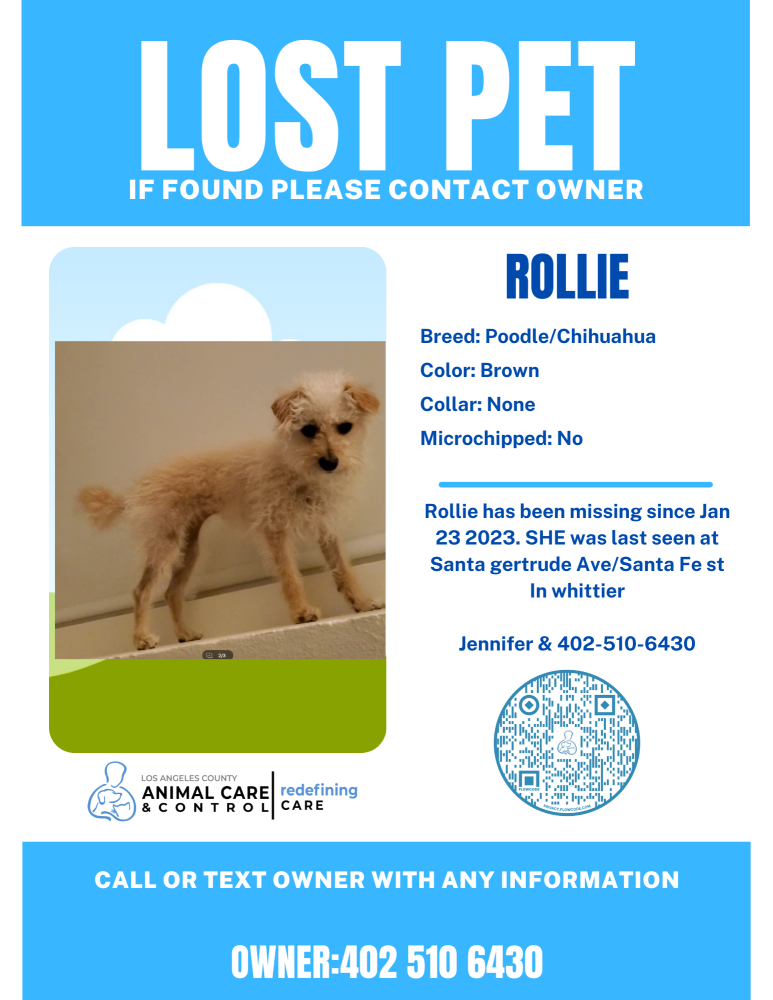Image of Rollie, Lost Dog