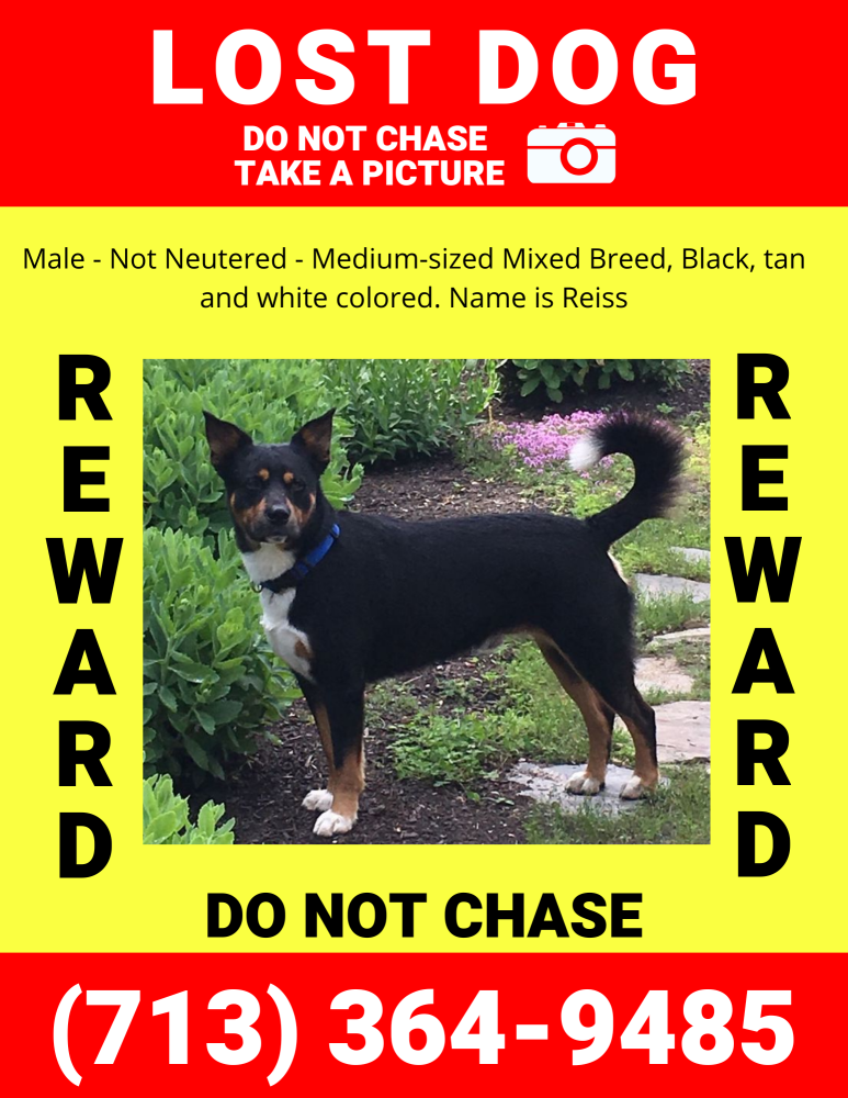 Image of Reiss, Lost Dog
