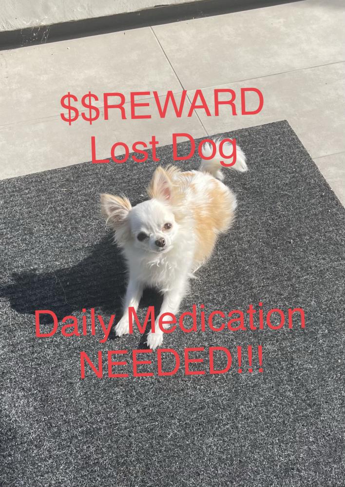 Image of Tinsley, Lost Dog