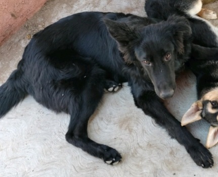 Image of Nama & Simba, Lost Dog