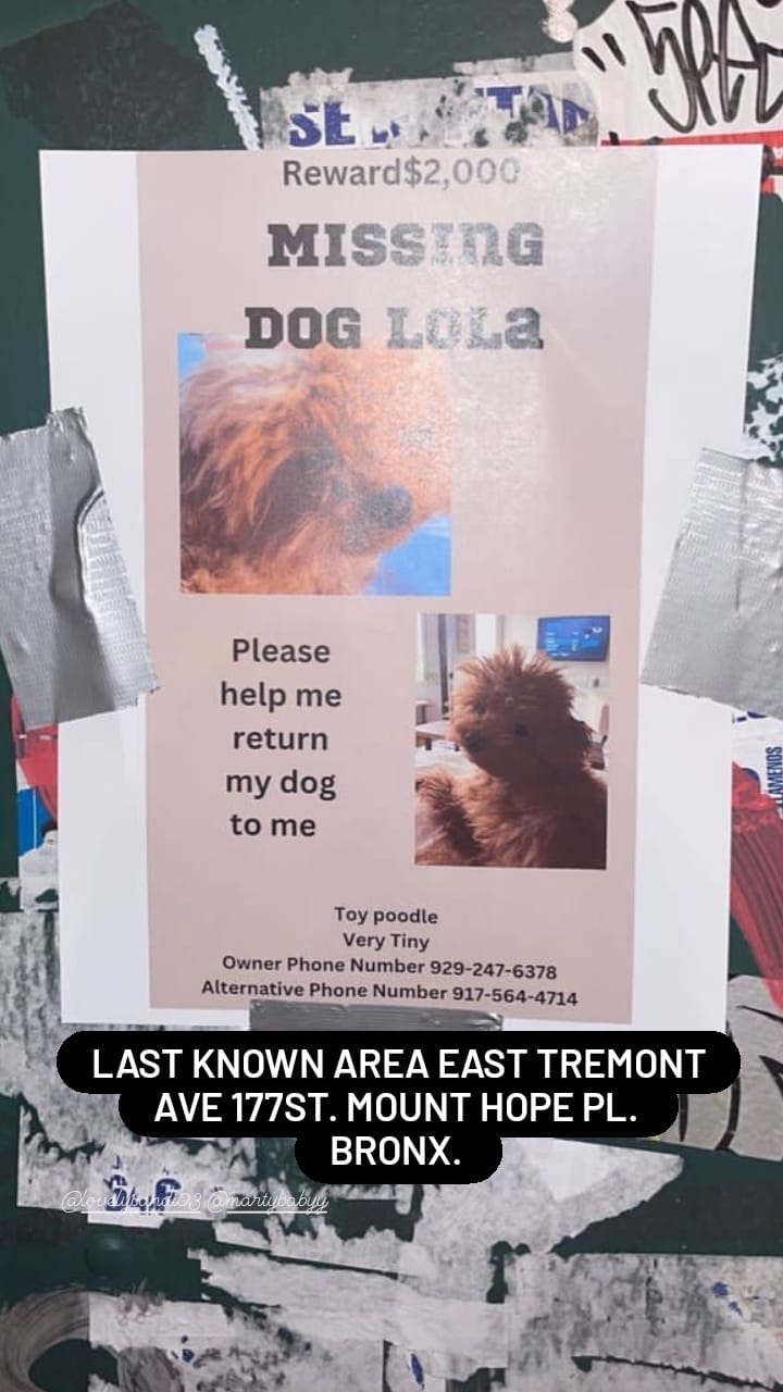 Image of LoLa, Lost Dog