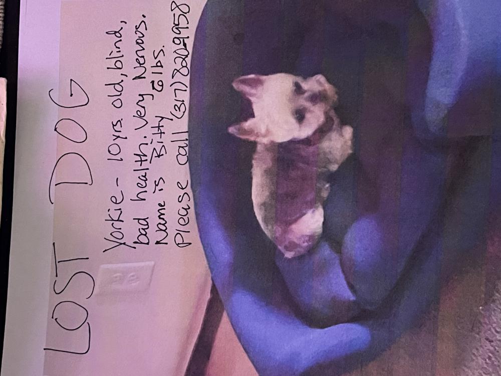 Image of Bitty, Lost Dog