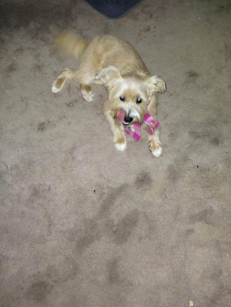 Image of Cami, Lost Dog