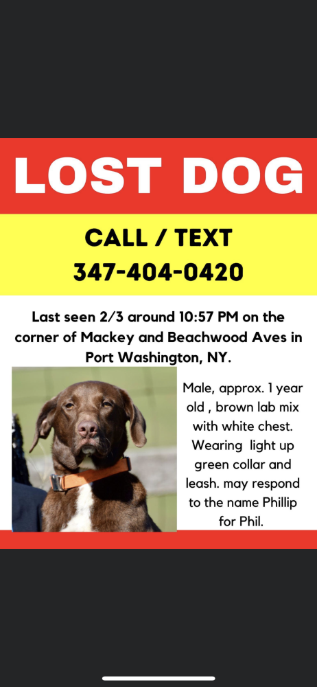 Lost store labrador retriever