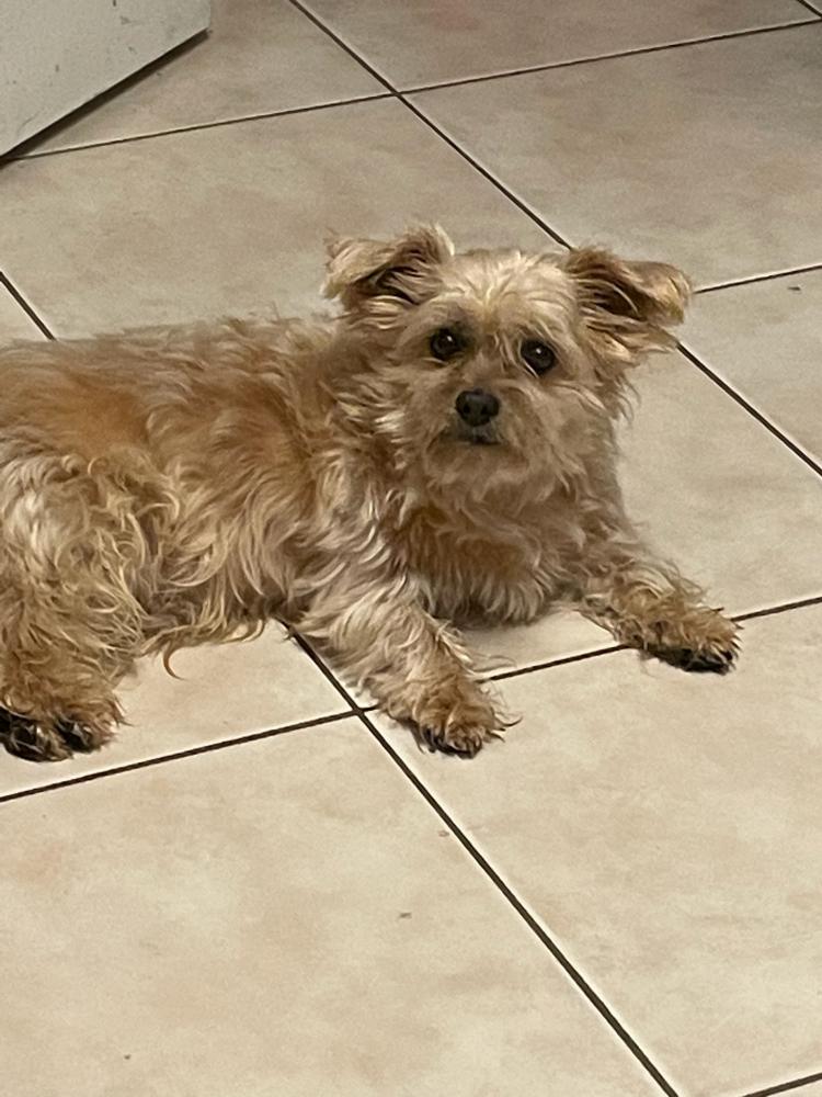 Image of Wicket, Lost Dog