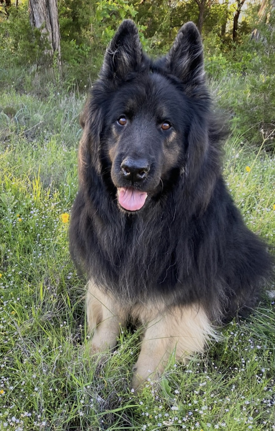 Image of Odin, Lost Dog