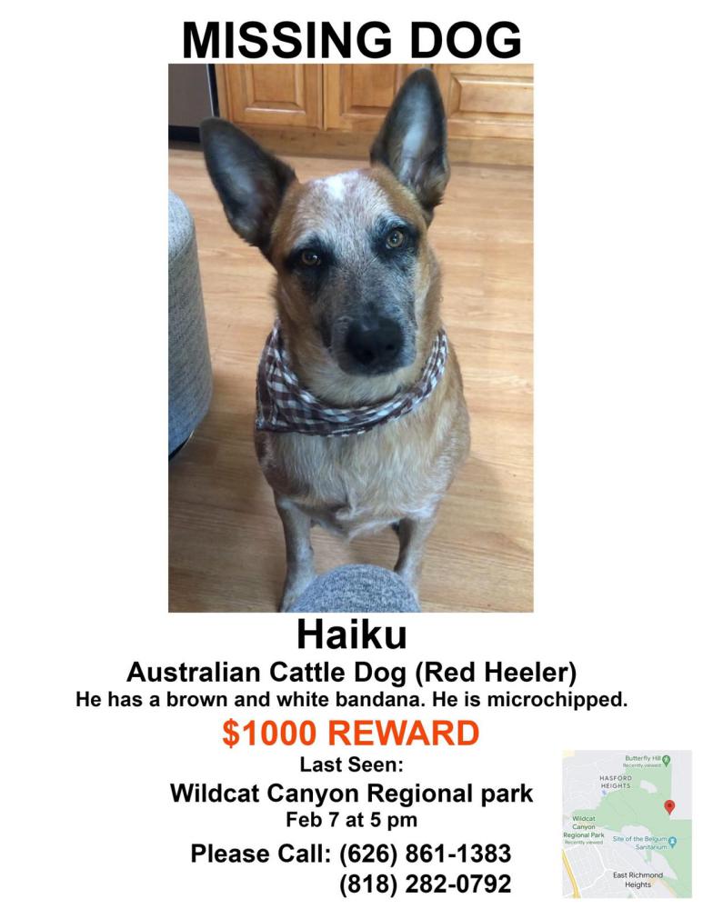 Image of Haiku, Lost Dog