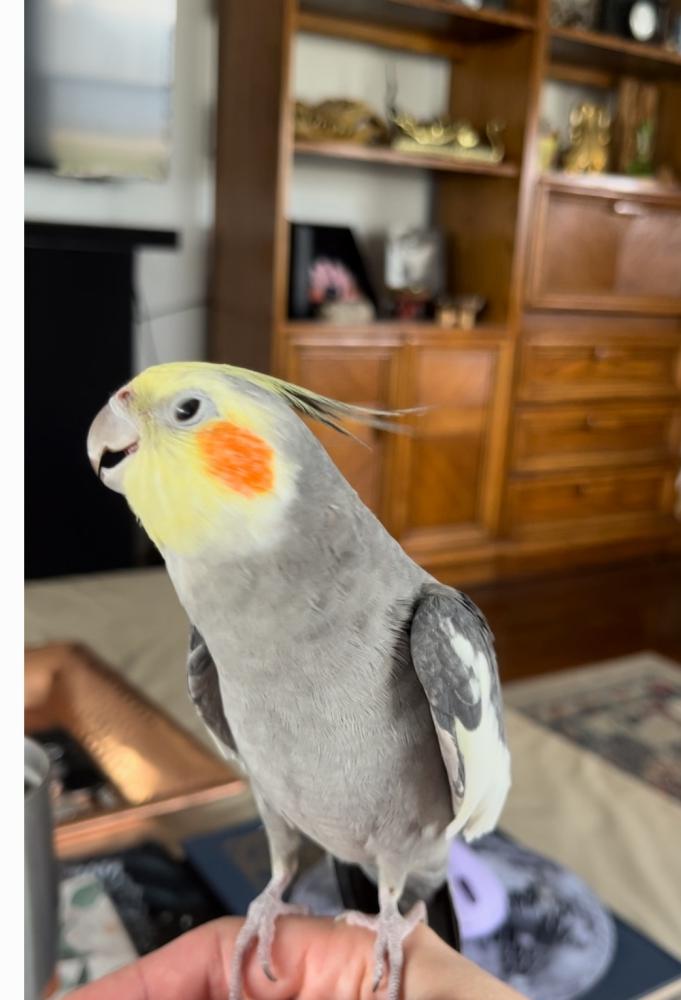 Image of Wiley, Lost Bird