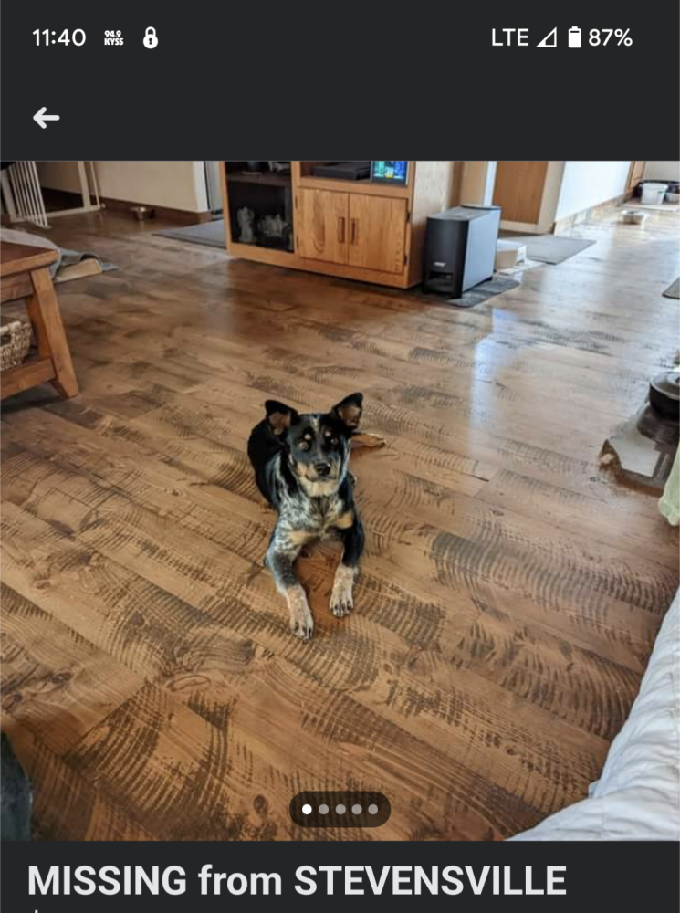 Image of Tazzy, Lost Dog