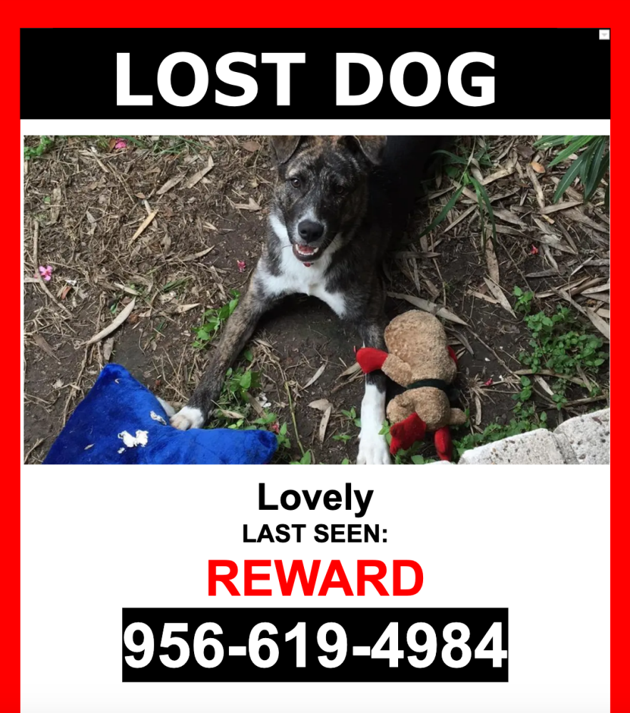 Image of Lovely, Lost Dog