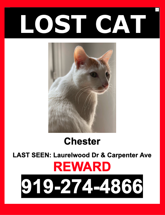 Image of Chester, Lost Cat