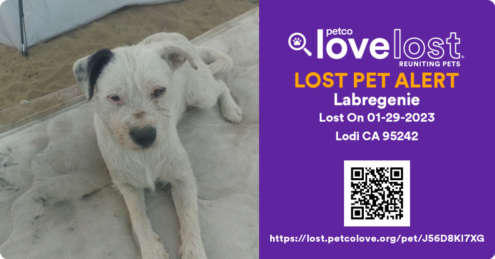 Image of Labregenie, Lost Dog