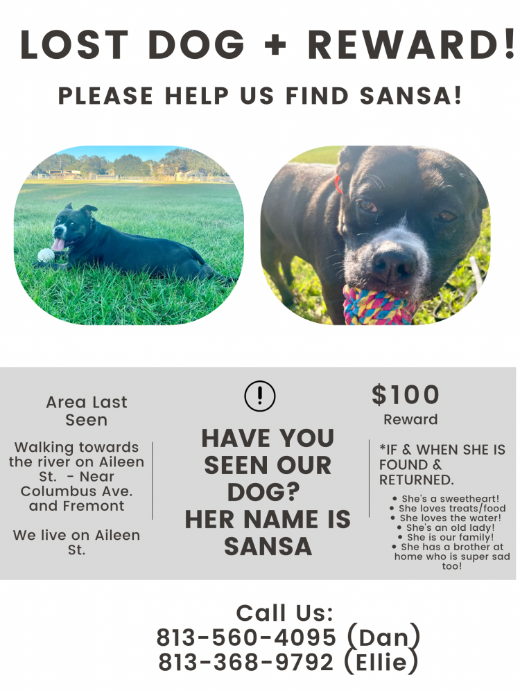 Image of Sansa, Lost Dog
