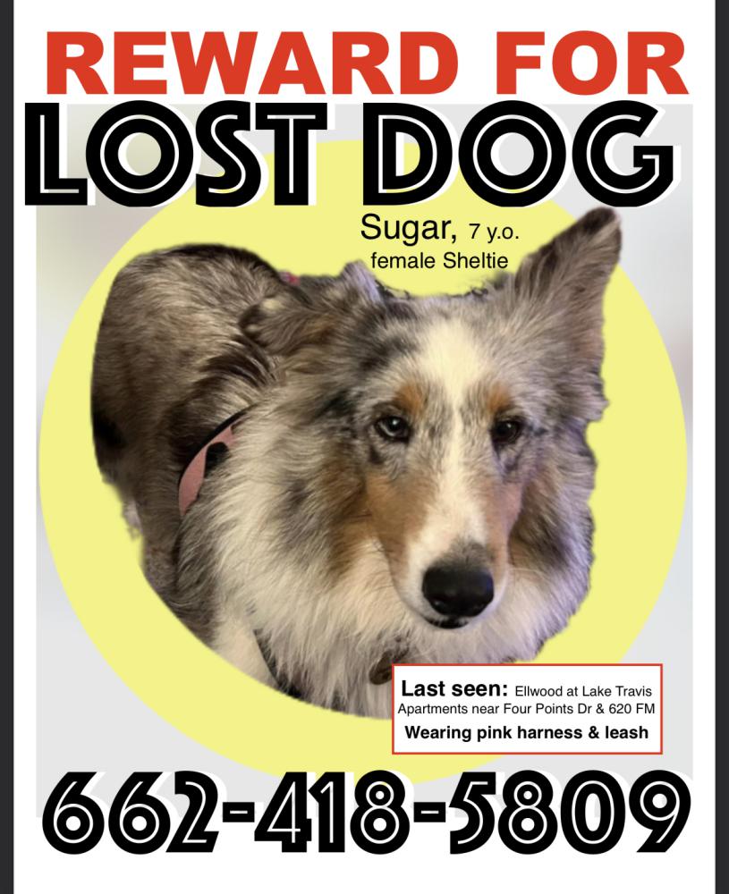Image of Sugar, Lost Dog