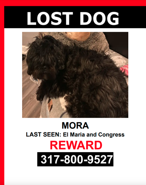 Image of Mora, Lost Dog