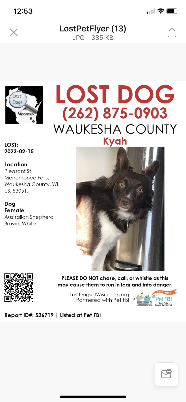 Image of Kyah, Lost Dog