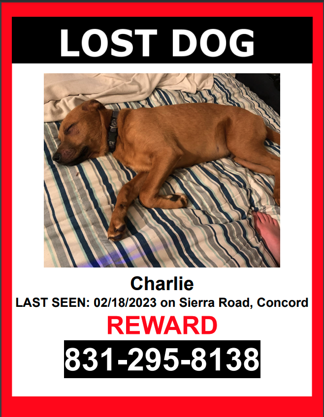Image of Charlie, Lost Dog