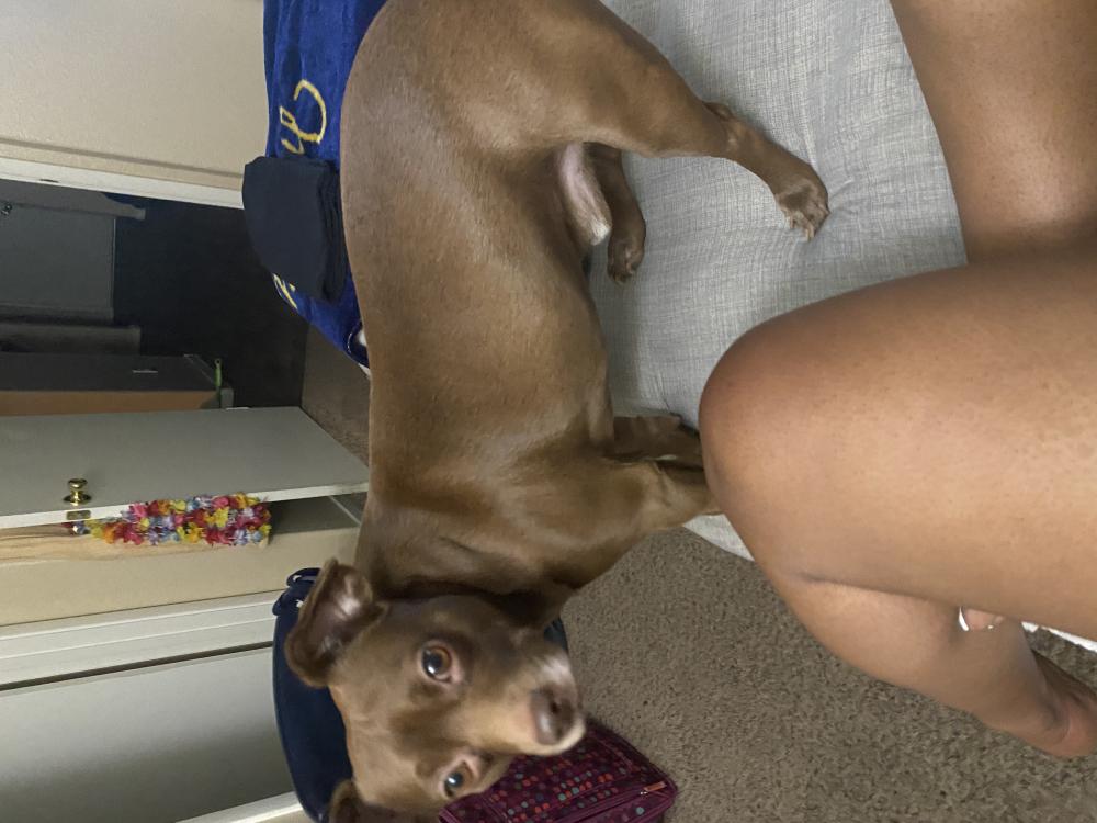 Image of Hennessy, Lost Dog