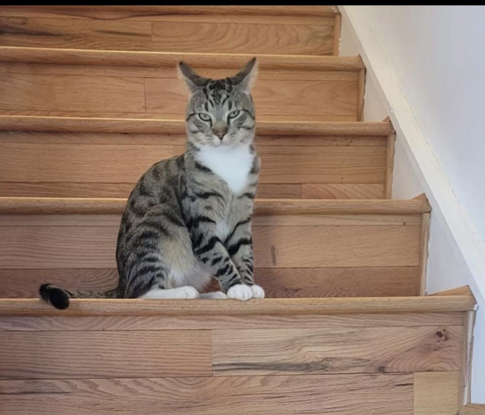 Image of Meelo, Lost Cat