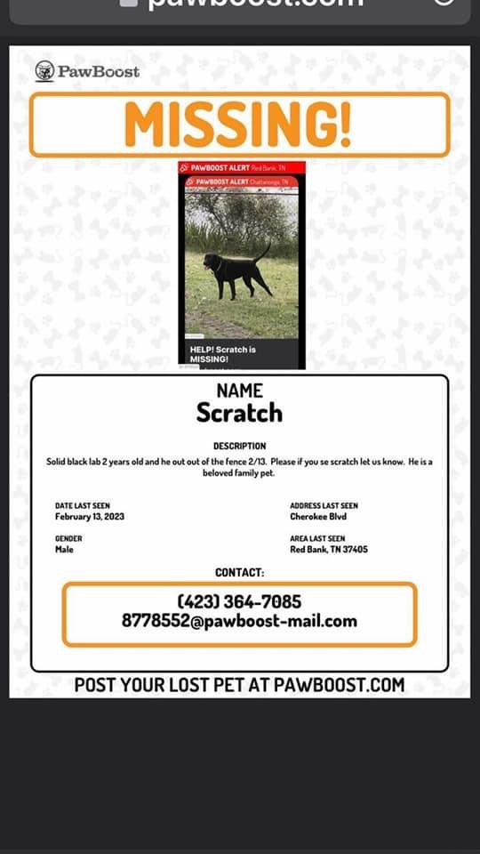 Image of Scratch, Lost Dog