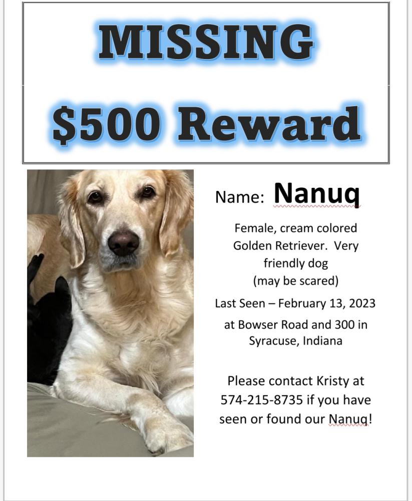 Image of Nanuq, Lost Dog