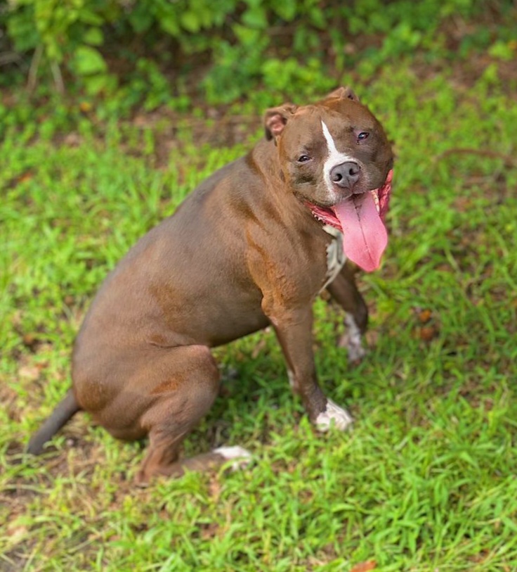 Lost Dog American Staffordshire Terrier in CASSELBERRY, FL Lost My Doggie