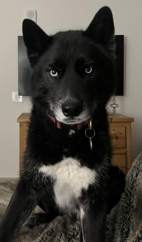 Image of Kai, Lost Dog