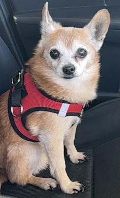 Image of Tommy, Lost Dog