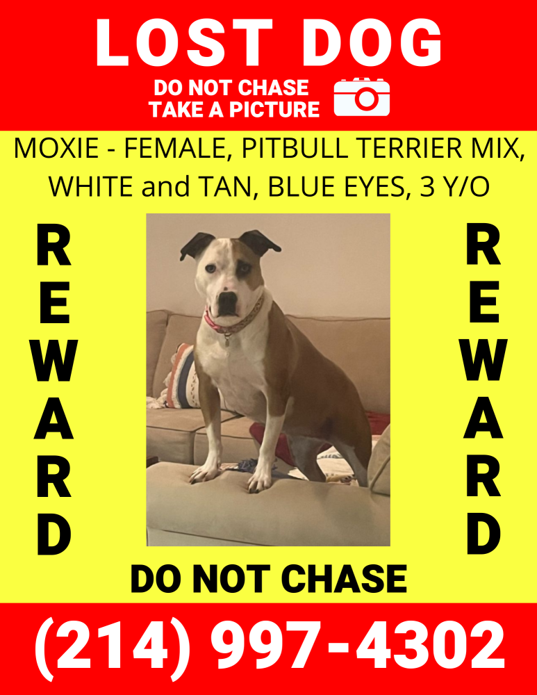 Image of Moxie, Lost Dog