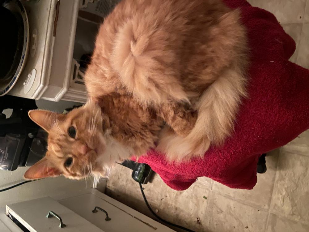Image of Cheese, Lost Cat