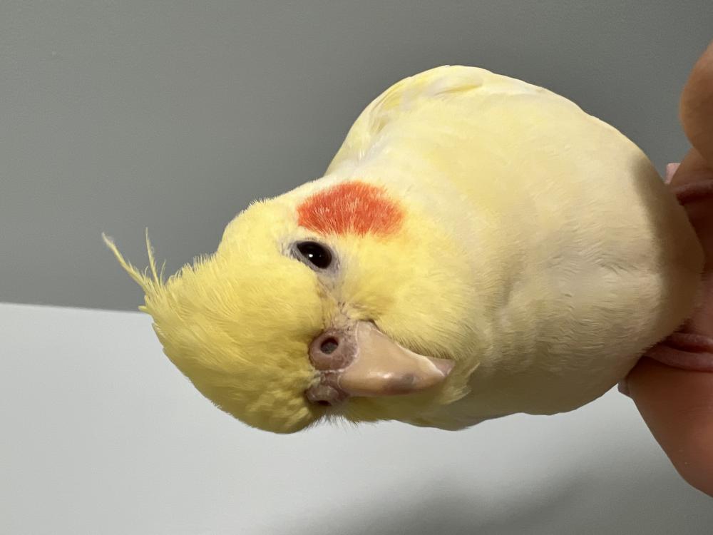 Image of Omelette, Lost Bird