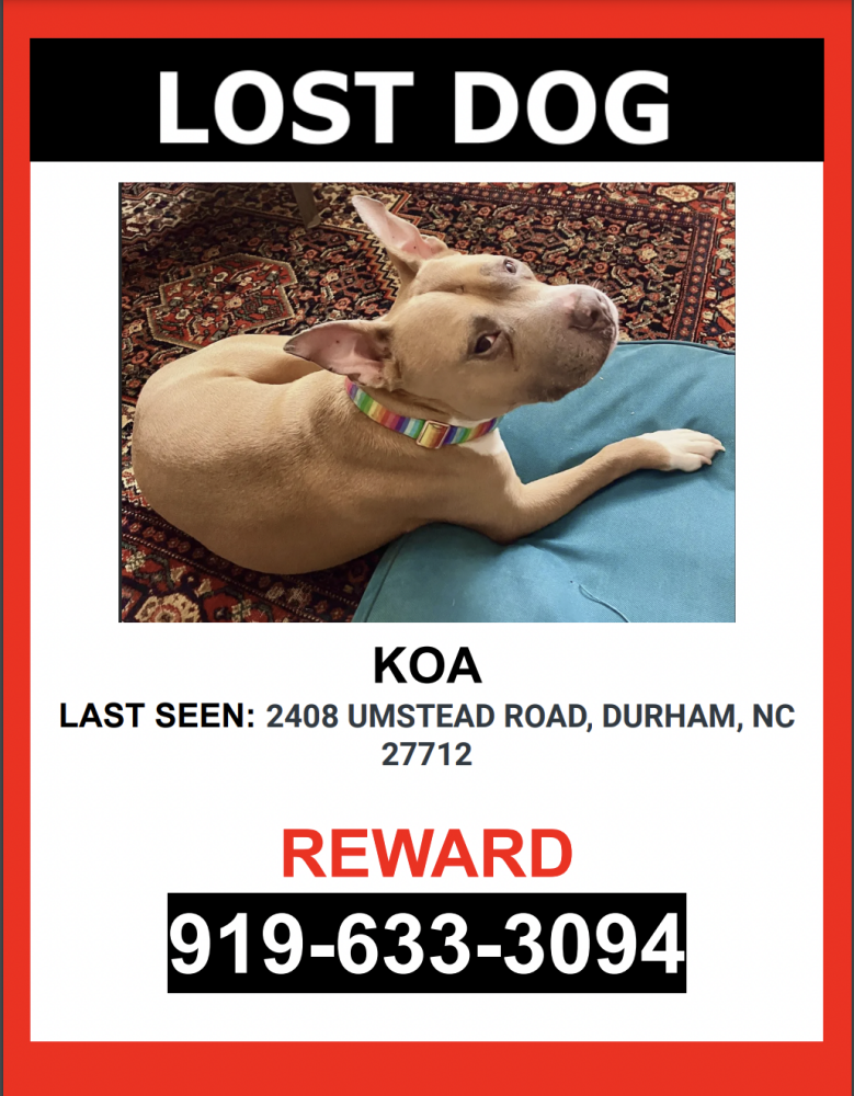 Image of Koa, Lost Dog