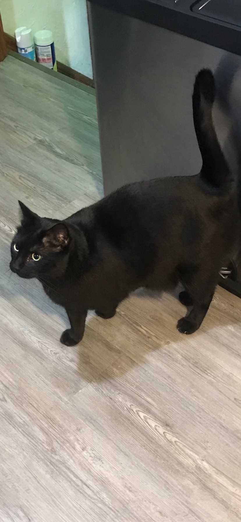Image of Vader, Lost Cat