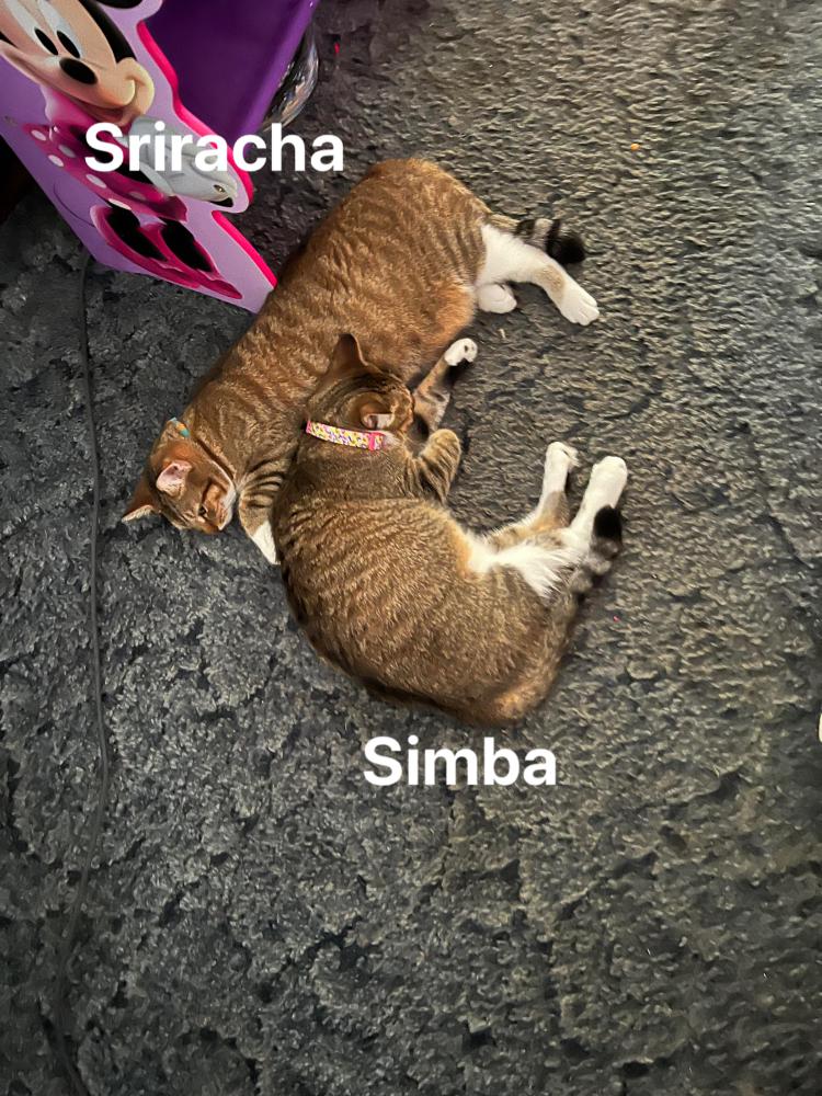 Image of Simba, Lost Cat