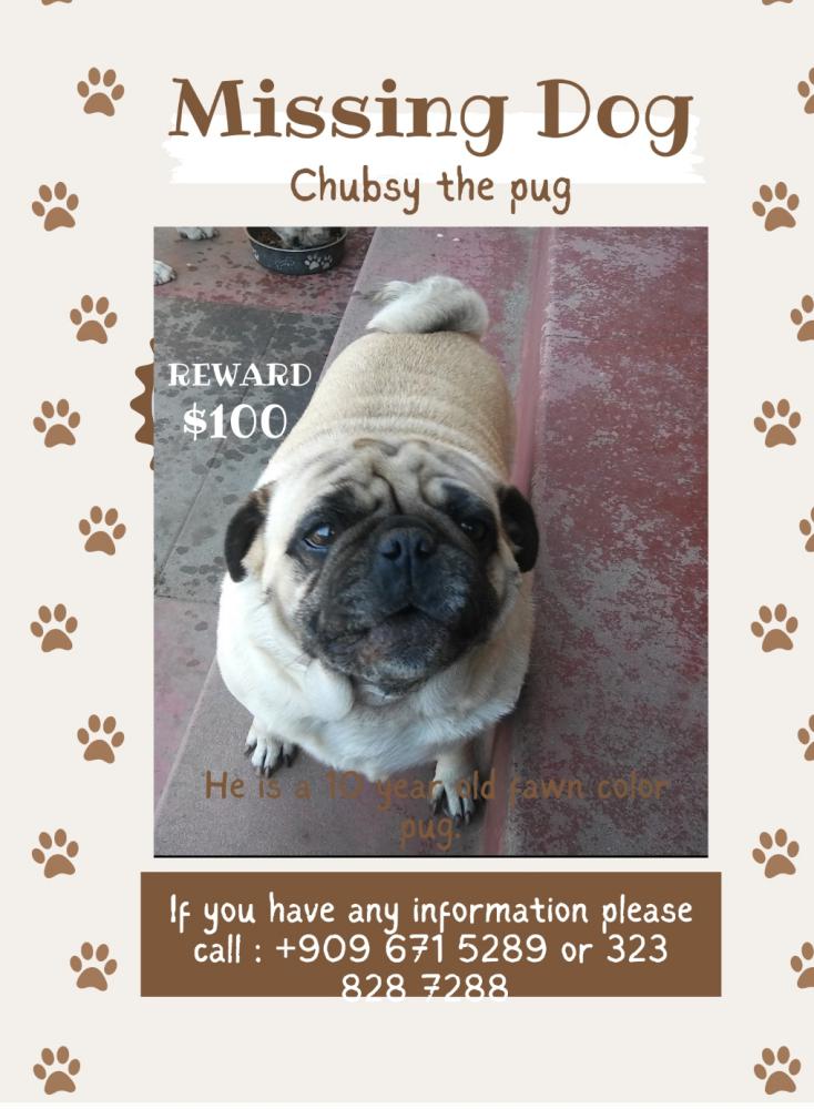 Image of Chubsy, Lost Dog