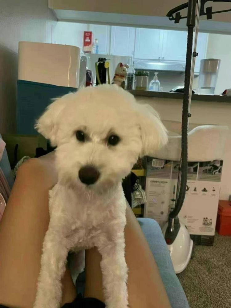Image of Diandian??, Lost Dog