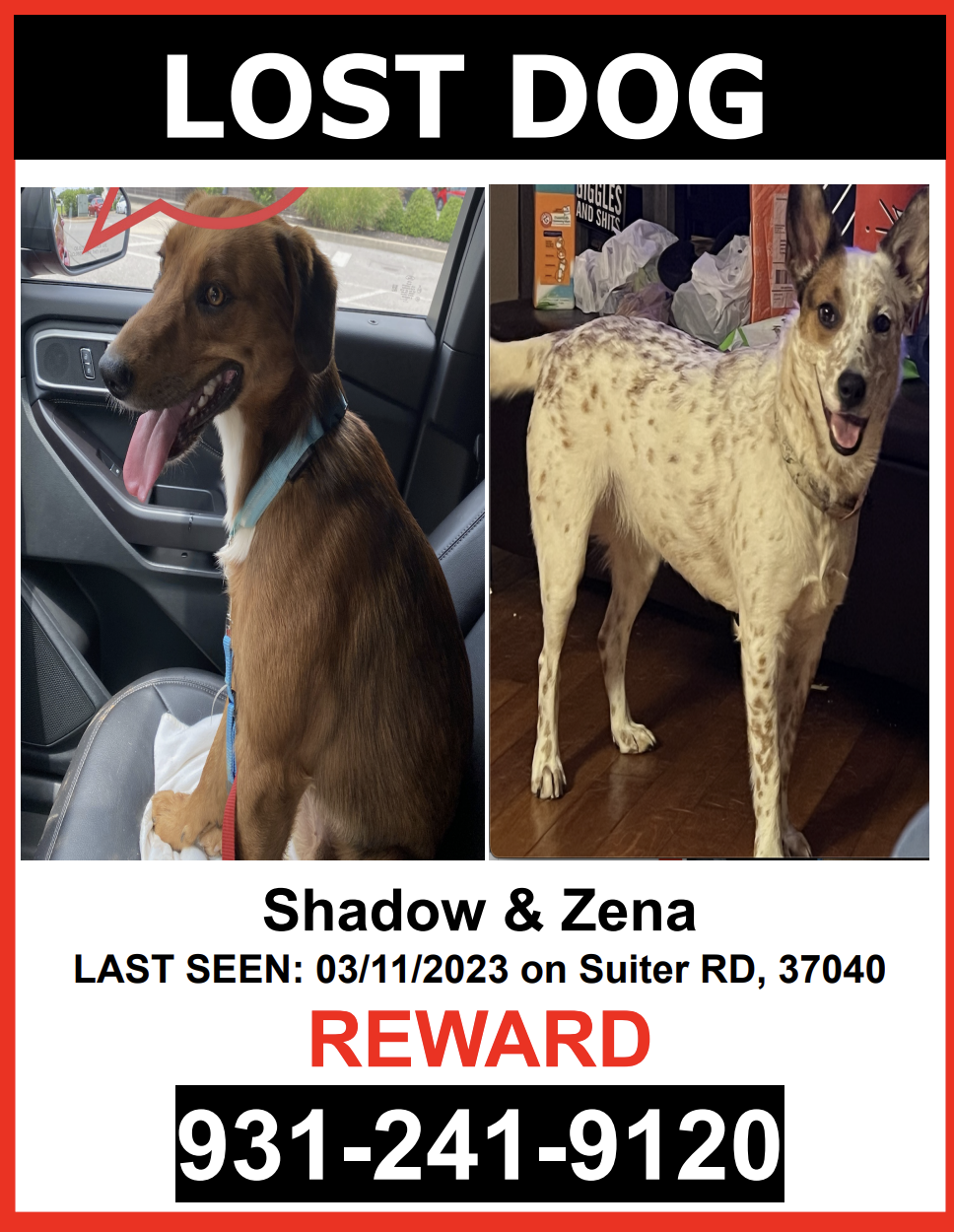 Image of SHADOW & ZENA, Lost Dog