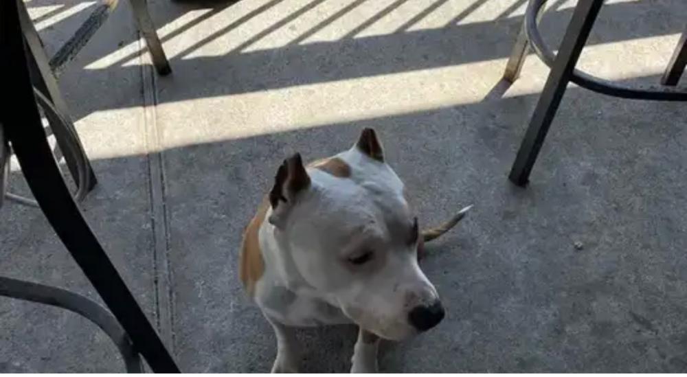 Image of Cletus, Lost Dog