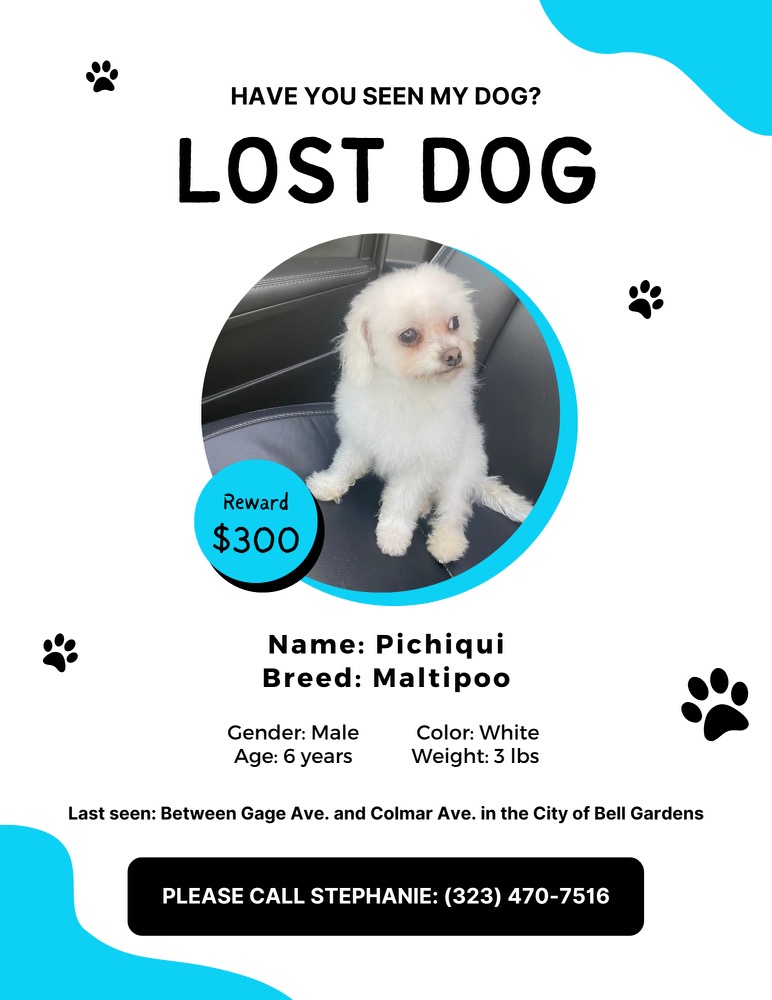 Image of Pichiqui, Lost Dog