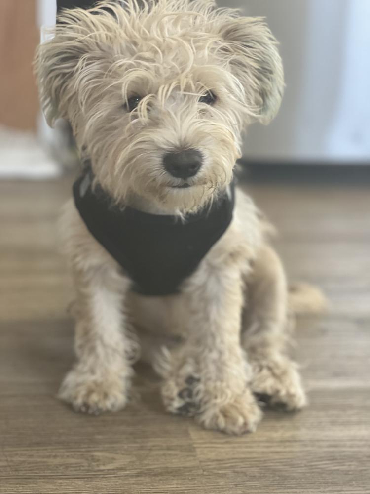 Image of Oliver, Lost Dog